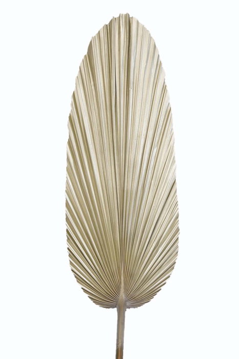 DKD Home Decor Ramas de Hoja de Palmera Brillante 27x2x150 cm