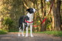 Red Dingo Arnés No-Pull S Rojo 15 mm (Set de 10)
