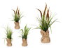 Ibergarden Planta Saco Grande de Junco con Maceta 10 cm, Surtido Colores, Tela y Plástico, Dimensiones 13x46x13 cm (Set de 12)
