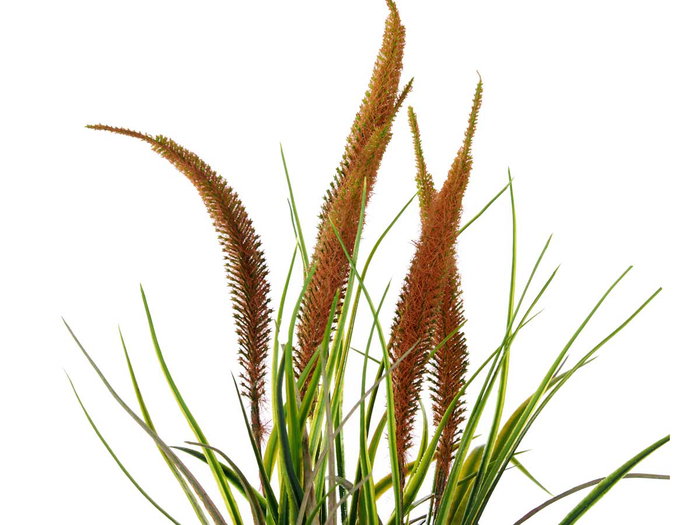 Ibergarden Planta Saco Grande de Junco con Maceta 10 cm, Surtido Colores, Tela y Plástico, Dimensiones 13x46x13 cm (Set de 12)