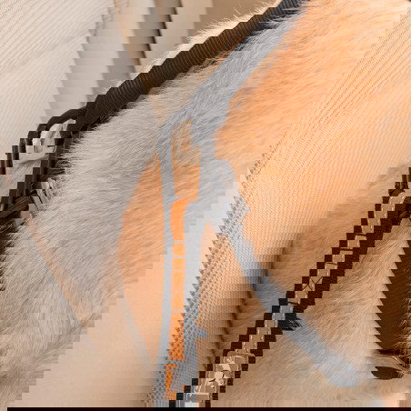 Petsafe Kurgo Adaptadr Cinturón de Seguridad para Perros Ajustable Negro-Naranja 38-55 cm