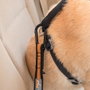 Petsafe Kurgo Adaptador Cinturón de Seguridad Negro/Naranja