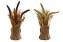 DKD Home Decor Planta de Uraria crinita Surtido de 2 unidades