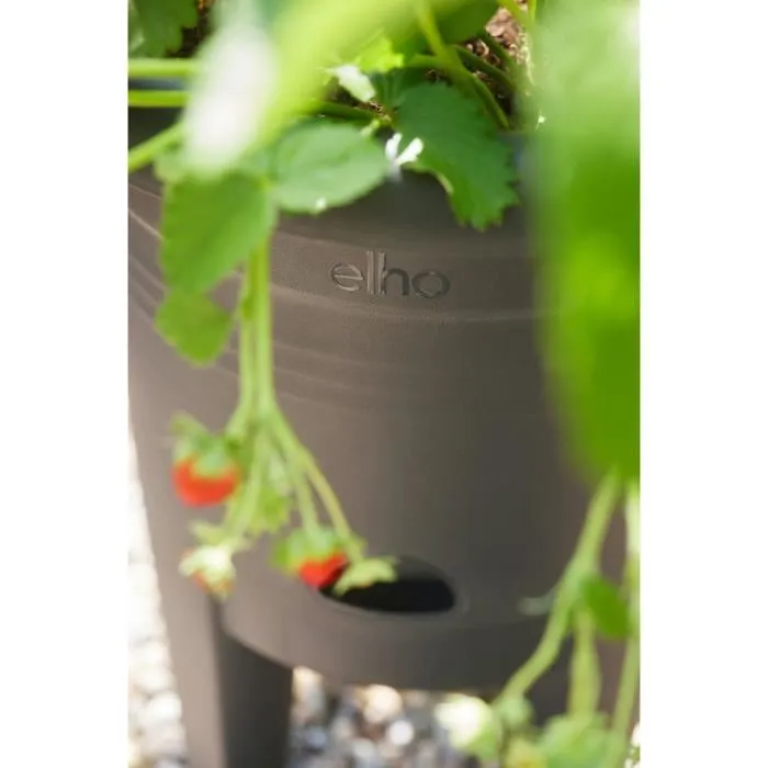 Elho Green Basics Maceta Fresa 33 Negro Ø 33 x H 42 cm cultivo y cosecha exterior 100% reciclado ELH8711904527792 Elho Green Basics Maceta Fresa 33 Negro Ø 33 x H 42 cm cultivo y cosecha exterior 100% reciclado ELH8711904527792