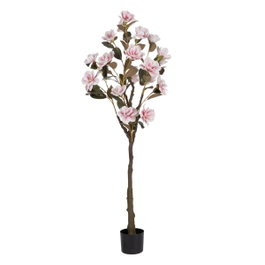 Ixia Árbol Magnolia Rosa de 170 cm para Jardín