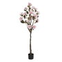 Ixia Árbol Magnolia Rosa de 170 cm para Jardín