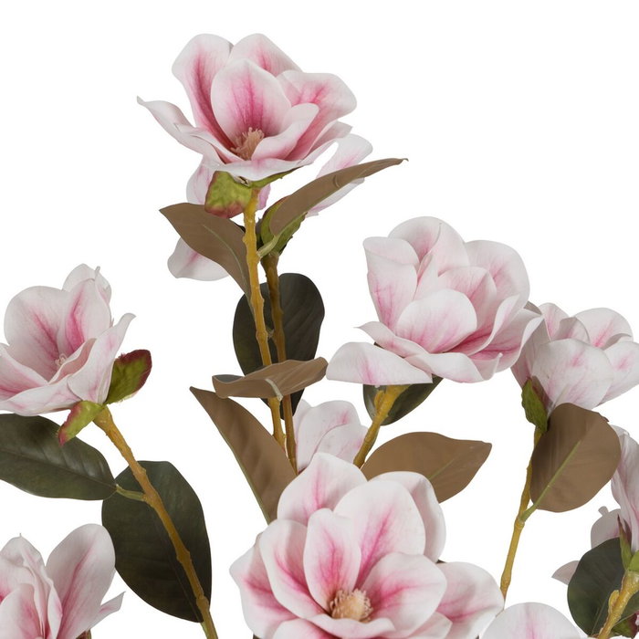 Ixia Árbol Magnolia Rosa de 170 cm para Jardín