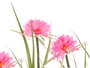 IBERGARDEN Ramillete Cuerda 6 Flores Surtidos Colores Blanco, Rosa, Morado 30 x 70 x 30 cm (Set de 3)
