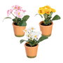 Planta Pensamiento 3/M Blanco 19 X 19 X 20 cm (Set de 6)