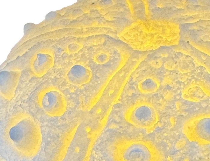 DKD Home Decor Decoración Luminosa de Arenisca Caracola o Concha Erizo