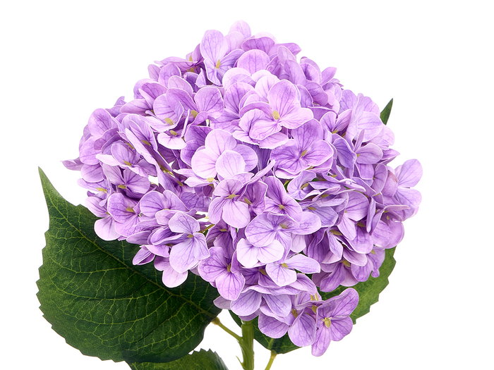 Ibergarden Rama Flores Lila 62 cm Plástico 19x15 cm (Set de 12)
