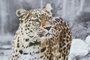 DKD Home Decor Cuadro Lienzo MDF 50x1,8x70 Leopardo Surtido de 4