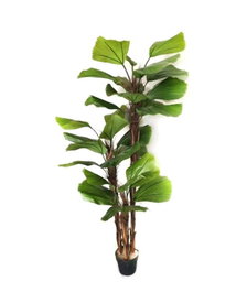 DKD Home Decor Planta Licuala Grandis Verde en Base de Cemento 60x60x180 cm