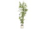DKD Home Decor Árbol de Bambú Verde 50x50x156 cm