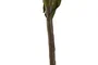 DKD Home Decor Rama EVA Surtida 30x5x105 cm