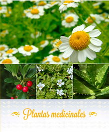 PLANTAS MEDICINALES, DRA C. MIGDALIA MIRANDA MARTÍNEZ - CITMATEL (IBD)