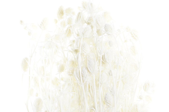 DKD Home Decor Rama de Flor Seca Surtida 20x20x70 cm DKD Home Decor Rama de Flor Seca Surtida 20x20x70 cm