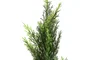DKD Home Decor Árbol de Ciprés Verde 60x60x120 cm