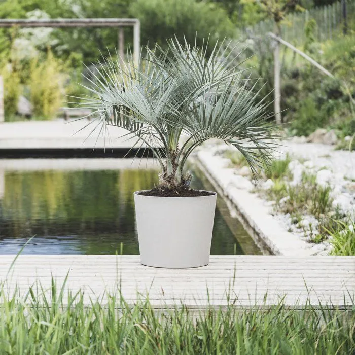 Eda Olla Poética Elemento Cónico 50 - Maceta de Piedra Caliza | Modelo Conical 50