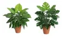 DKD Home Decor Planta PE Surtida Verde 20x20x45 cm