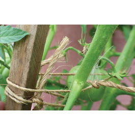 Biotop Cuerda de Sisal Natural 200 Metros - Para Empaquetado, Jardinería y Sujeción de Plantas, Material Biodegradable y Resistente