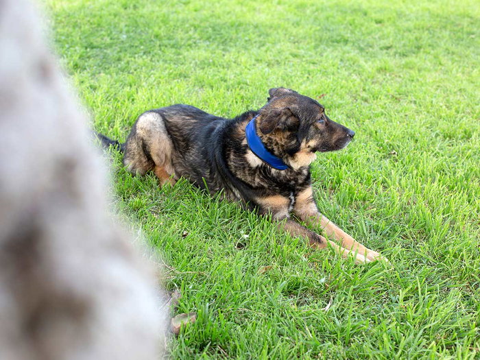 Mascow Collar Refrigerante para Perro 45 cm Azul/Negro (Set de 20)