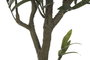 DKD Home Decor Árbol de Olivo Verde 50x50x142 cm