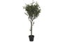 DKD Home Decor Árbol de Olivo Verde 50x50x142 cm