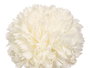 Ibergarden Vara Ramo 5 Pompones Blanco 57 cm Plástico 20x57x20 cm (Set de 12)