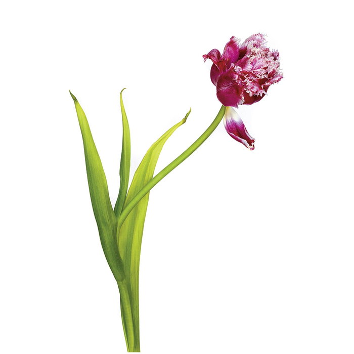 Kaiser LED Light Box 32x23cm slimlite plano Kaiser LED Light Box 32x23cm slimlite plano