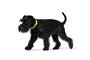 Hunter Collar Convenience Cuello 47-55 cm L Amarillo Plastico