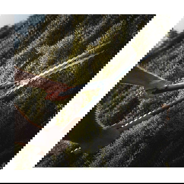 Fiskars PowerGear X HSX92 Tijera de Podar para Setos, Hoja Recta de 630 mm, Mango de Aluminio, 808 g, Color Negro y Naranja Fiskars PowerGear X HSX92 Tijera de Podar para Setos, Hoja Recta de 630 mm, Mango de Aluminio, 808 g, Color Negro y Naranja