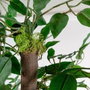 DKD Home Decor Árbol Decorativo Ficus Verde de Madera y Poliéster
