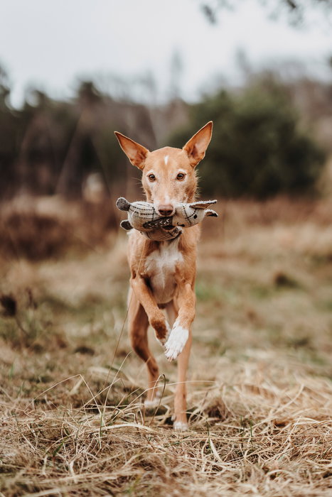 Hunter Juguete Zorro 23 cm Beige de Lana y Poliéster Reciclado para Perros Hunter Juguete Zorro 23 cm Beige de Lana y Poliéster Reciclado para Perros