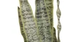 DKD Home Decor Planta PE Magnesia 60x60x100 con Macetero 32x32x30