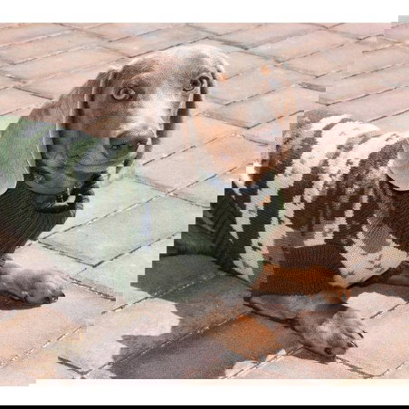 Nayeco Jersey Ecoline Nature 45 cm para Perro, Fabricado con Materiales Reciclados y Ecológicos, Diseño Montañas Verdes, Ojal Correa