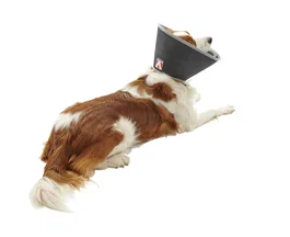 Kruuse Collar Isabelino Foam Buster 7.5 cm 5 Unidades