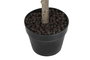 DKD Home Decor Árbol Verde 50 x 120 x 50 cm (2 Unidades)
