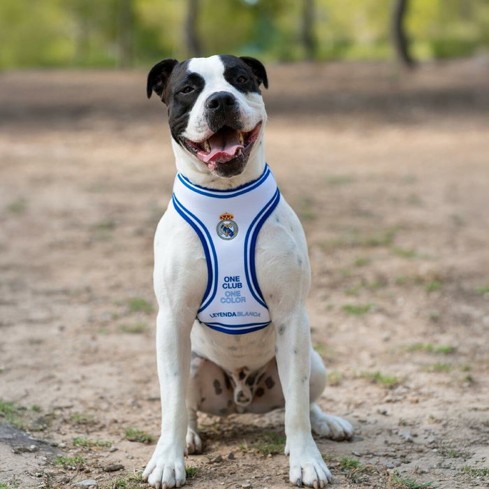 Cerdá Arnés Para Perros M Real Madrid Azul