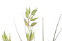 DKD Home Decor Planta de Avena Verde y Amarillo 40x40x90 cm