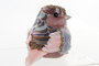 DKD Home Decor Figura Pájaro Foam y Poliester Surtido de 3 unidades