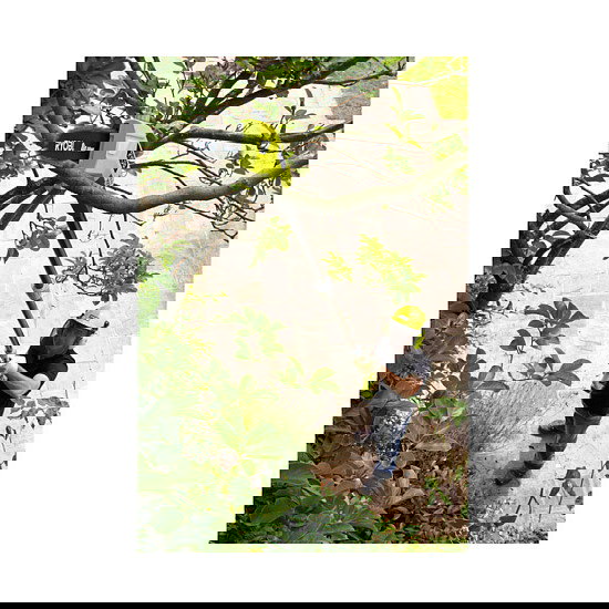 Ryobi OPP1820 Taladro de Pértiga con Batería 18V 4.1kg