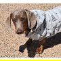 Nayeco Sudadera para Perro Amour Gris con Capucha 50 cm Estilo y Confort para Mascotas