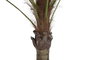 DKD Home Decor Palmera Verde y Beige de Poliéster y PP