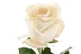 DKD Home Decor Flor Blanco 9 x 67 x 9 cm (12 Unidades) Tacto Real Seda