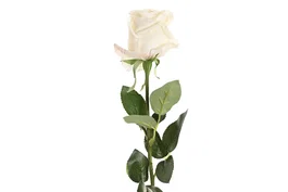 DKD Home Decor Flor Blanco 9 x 67 x 9 cm (12 Unidades) Tacto Real Seda