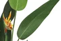 DKD Home Decor Planta Tropical Ave de Paraíso Verde Naranja Negro (2 Unidades)