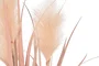 DKD Home Decor Planta tipo Plumero Coral y Negro 25x25x80 cm