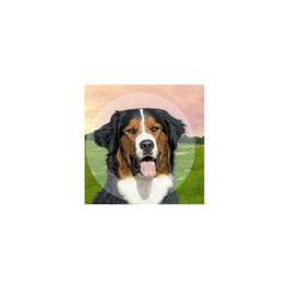 B. Braun Collar Isabelino Collclick 20 1 Unidad