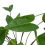 Ixia Rama Cala Verde de PVC, 43 x 45 x 44 cm